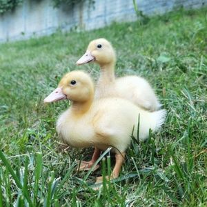 Meet your Posher, Jing